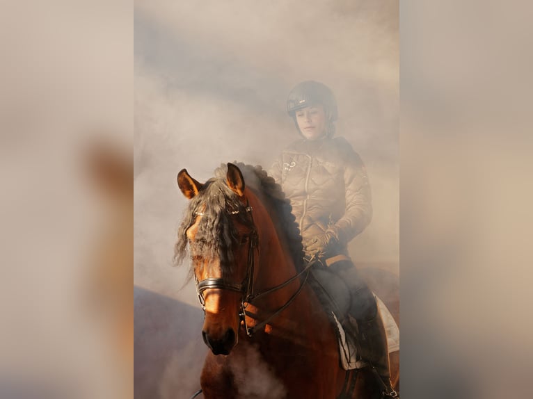 Lusitano Stallion 9 years 16,1 hh Brown in Ludwigsfelde