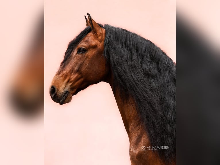 Lusitano Stallion 9 years 16,1 hh Brown in Ludwigsfelde