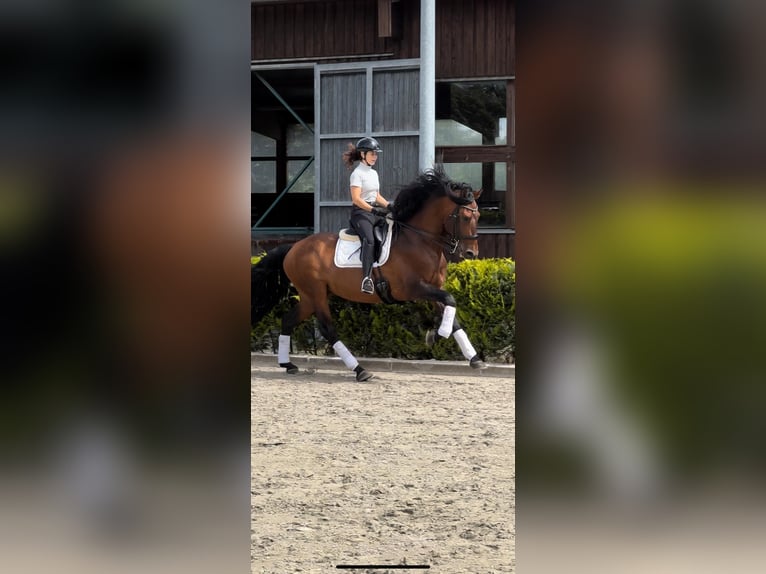 Lusitano Mix Stallion 9 years 16,1 hh Brown in Ludwigsfelde