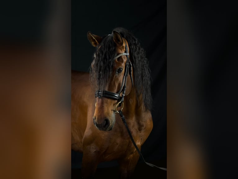 Lusitano Mix Stallion 9 years 16,1 hh Brown in Ludwigsfelde