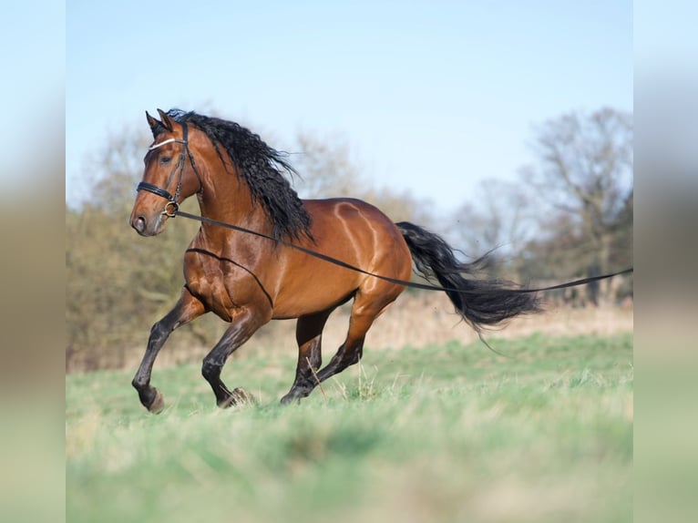 Lusitano Mix Stallion 9 years 16,1 hh Brown in Ludwigsfelde