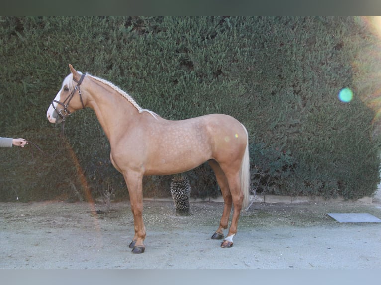 Lusitano Mix Stallion 9 years 16,2 hh Pearl in La Rinconada