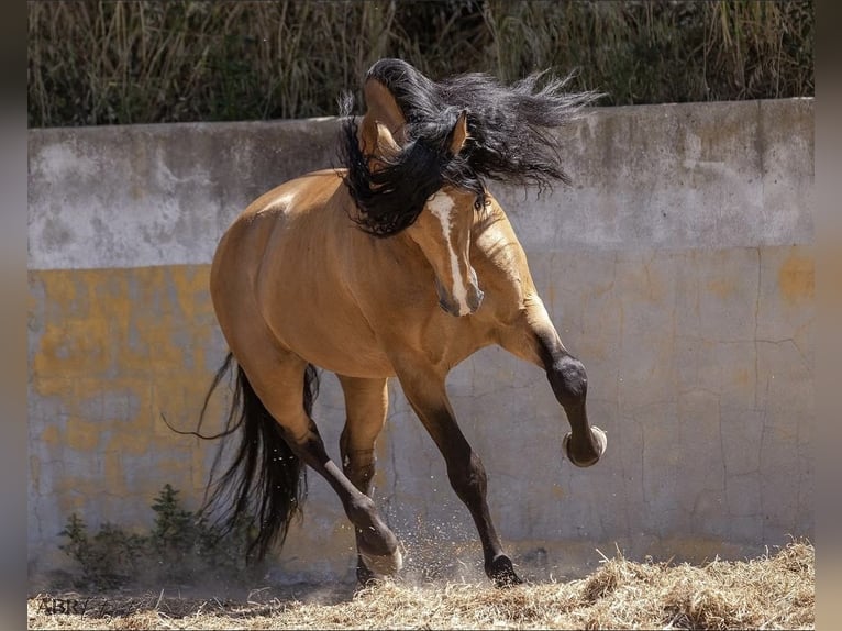 Lusitano Stallion Buckskin in Konstanz