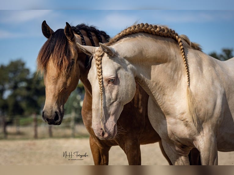 Lusitano Stallion Cremello in Ganderkesee