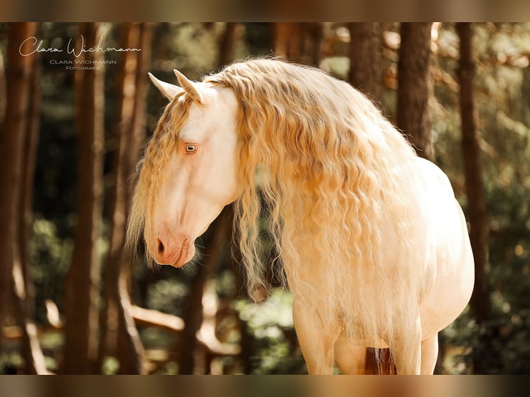 Lusitano Stallion Cremello in Ganderkesee