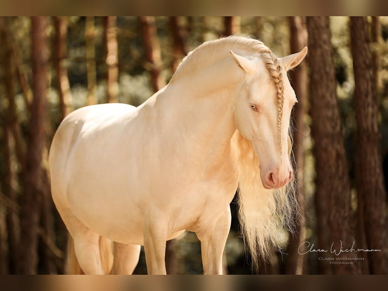 Lusitano Stallion Cremello in Ganderkesee