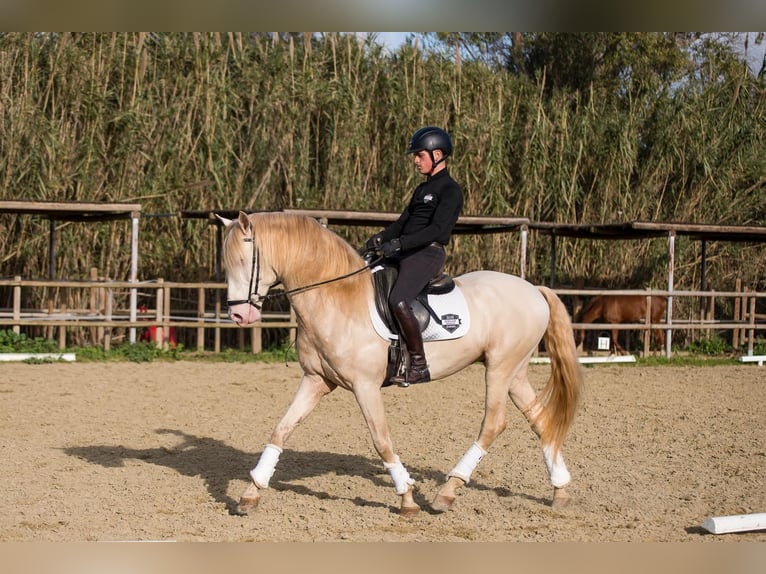 Lusitano Stallion Cremello in Los Barrios