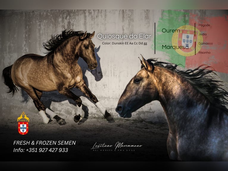 Lusitano Stallion Dun in Rio Maior