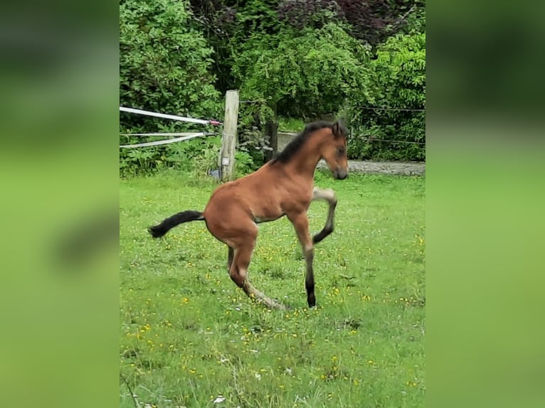 Lusitano Mix Stallion Foal (05/2026) 15.2 hh Brown in Geretsried