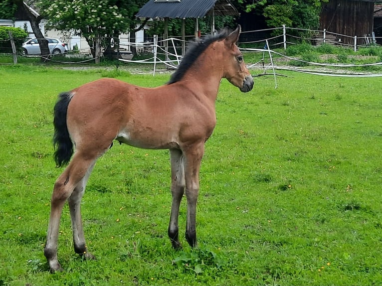 Lusitano Mix Stallion Foal (05/2026) 15.2 hh Brown in Geretsried