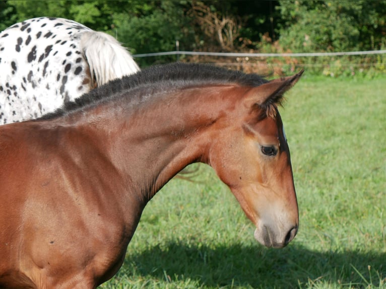 Lusitano Mix Stallion Foal (05/2026) 15.2 hh Brown in Geretsried