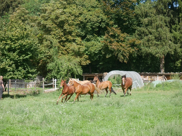 Lusitano Stallion Foal (05/2026) 15.2 hh Chestnut in Geretsried