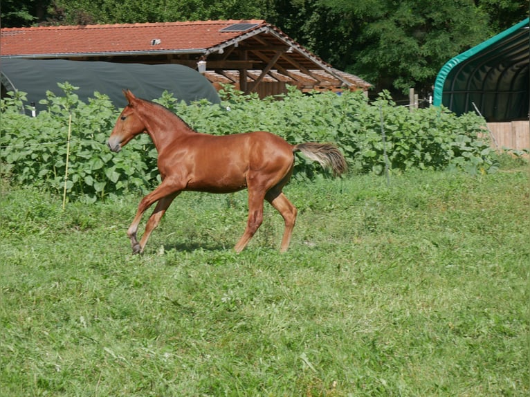 Lusitano Stallion Foal (05/2026) 15.2 hh Chestnut in Geretsried