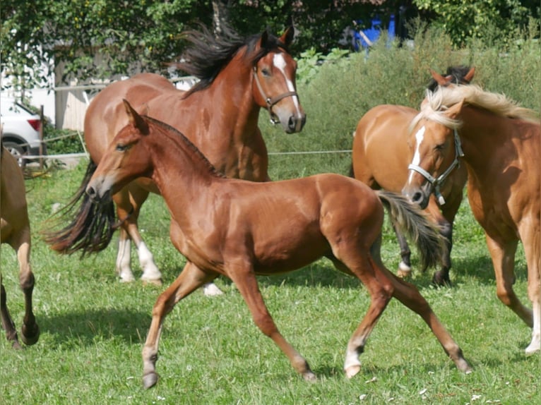 Lusitano Stallion Foal (05/2026) 15.2 hh Chestnut in Geretsried