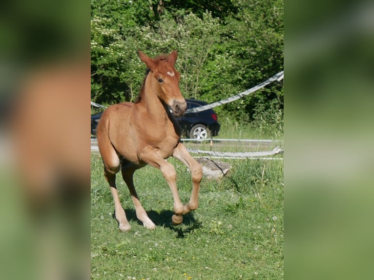 Lusitano Stallion Foal (05/2026) 15.2 hh Chestnut in Geretsried