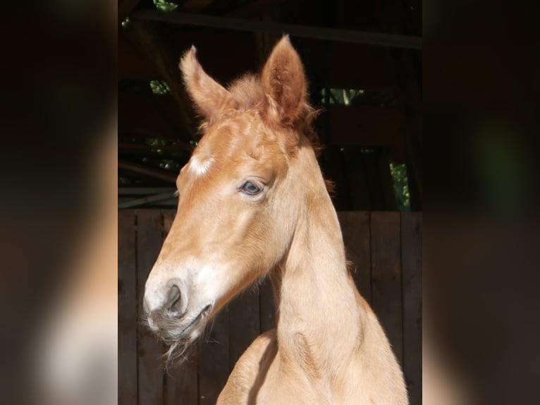 Lusitano Stallion Foal (05/2026) 15.2 hh Chestnut in Geretsried