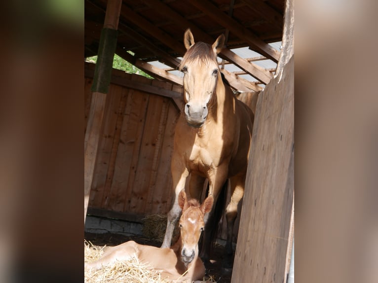 Lusitano Stallion Foal (05/2026) 15.2 hh Chestnut in Geretsried