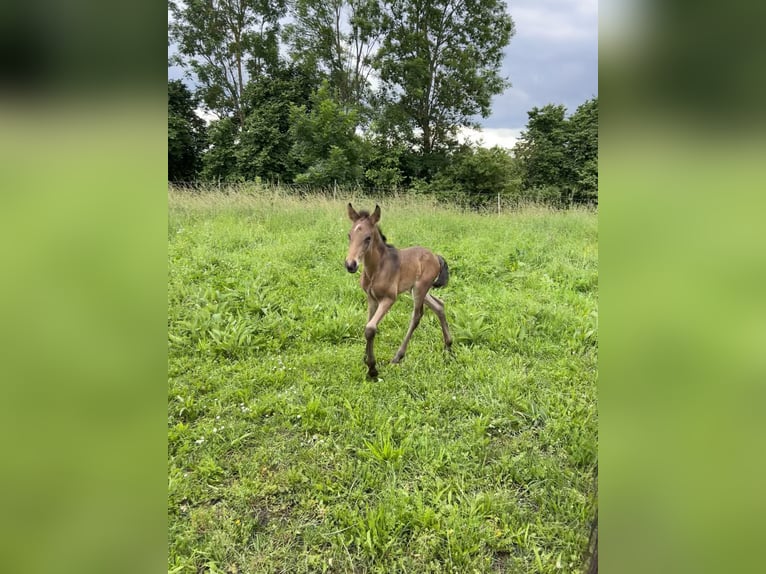 Lusitano Stallion Foal (05/2024) 15,3 hh Buckskin in Egenhofenenh