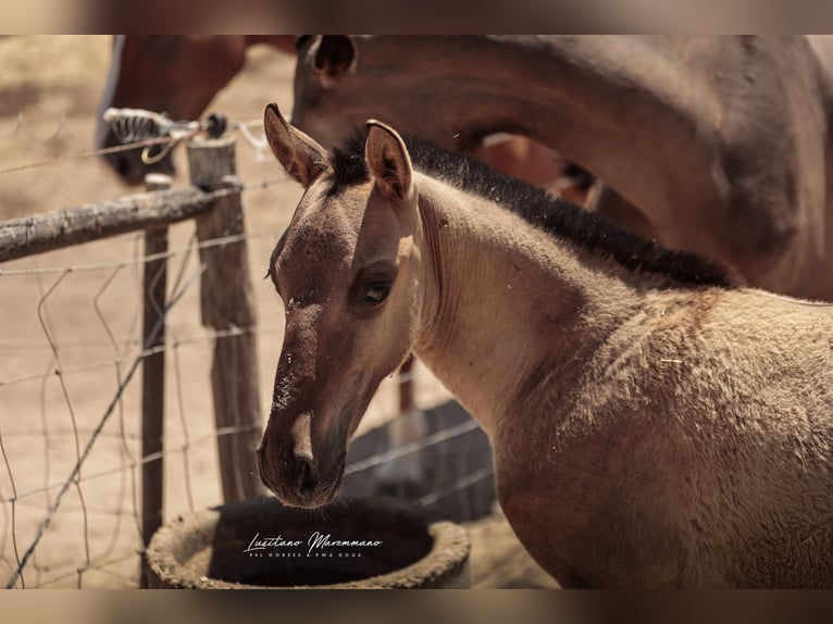 Lusitano Stallion Foal (04/2025) 15,1 hh Dun in Ribeira de São João