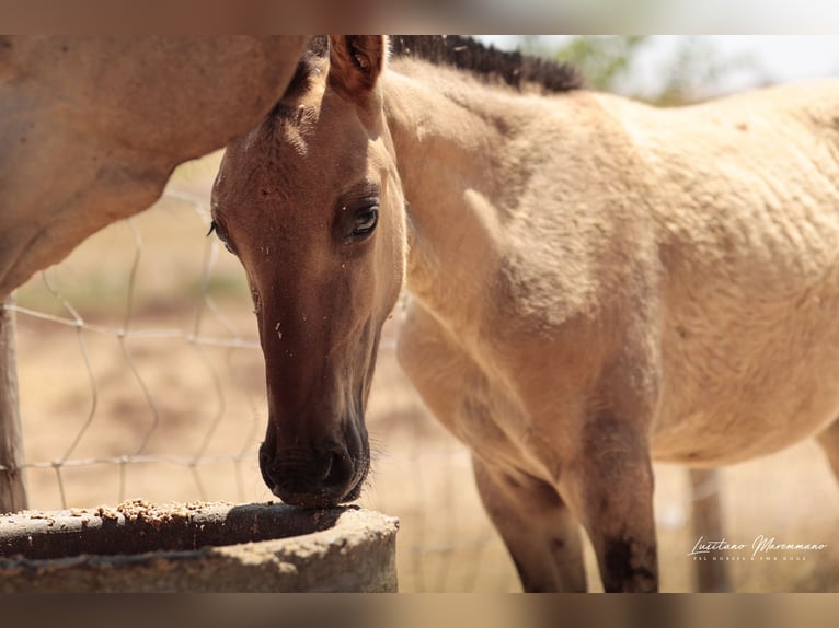 Lusitano Stallion Foal (04/2025) 15,1 hh Dun in Ribeira de São João