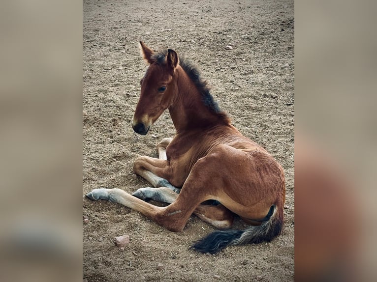 Lusitano Mix Stallion  15,2 hh Brown in Valencia