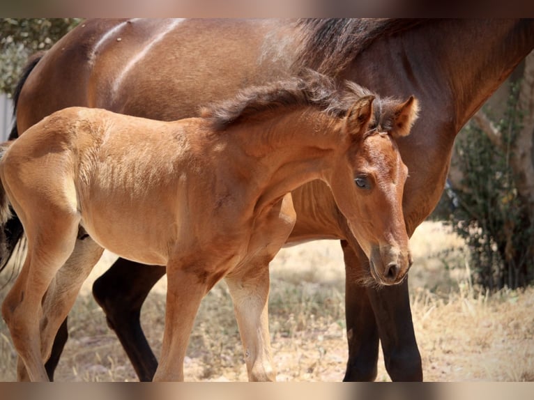 Lusitano Mix Stallion  15,2 hh Brown in Valencia