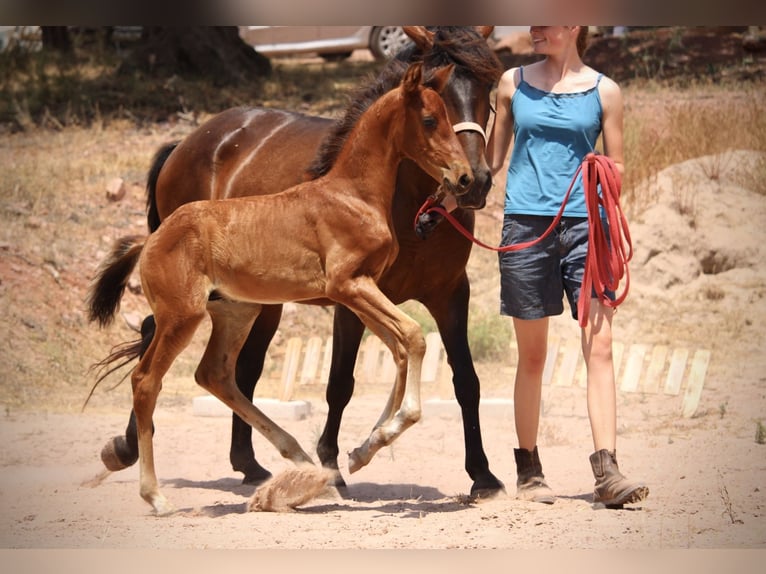 Lusitano Mix Stallion  15,2 hh Brown in Valencia