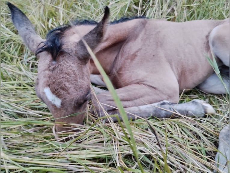 Lusitano Mix Stallion Foal (07/2025) 15,2 hh Dun in Menslage