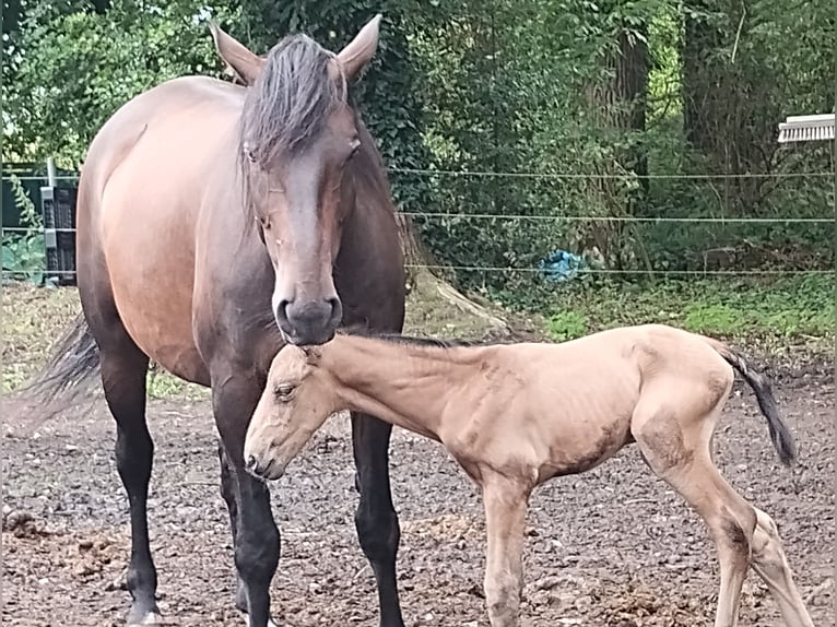 Lusitano Mix Stallion Foal (07/2025) 15,2 hh Dun in Menslage