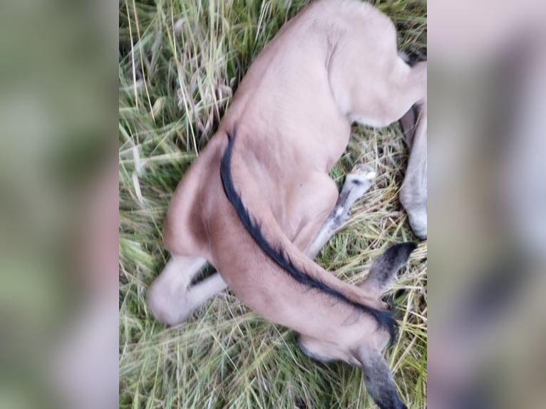 Lusitano Mix Stallion Foal (07/2025) 15,2 hh Dun in Menslage