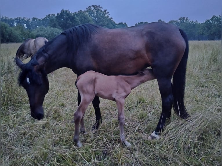 Lusitano Mix Stallion Foal (07/2025) 15,2 hh Dun in Menslage