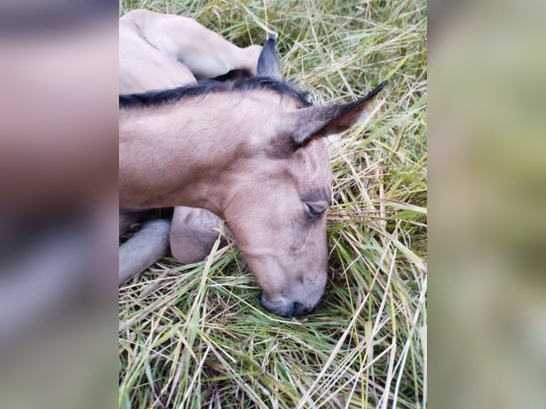 Lusitano Mix Stallion Foal (07/2025) 15,2 hh Dun in Menslage