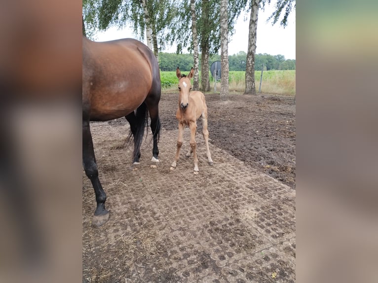 Lusitano Mix Stallion Foal (07/2025) 15,2 hh Dun in Menslage