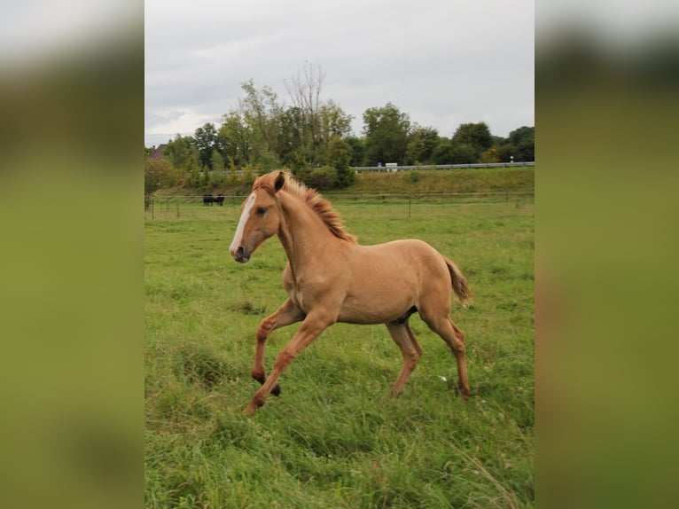 Lusitano Stallion Foal (03/2025) 15,2 hh Red Dun in Fuchstal