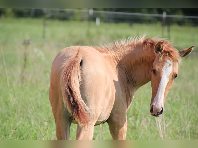 Lusitano Stallion Foal (03/2025) 15,2 hh Red Dun in Fuchstal