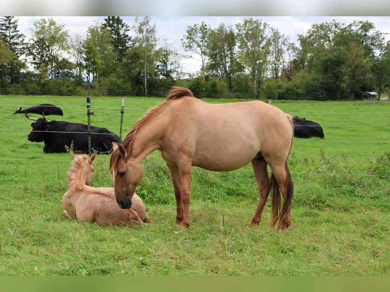 Lusitano Stallion Foal (03/2025) 15,2 hh Red Dun in Fuchstal