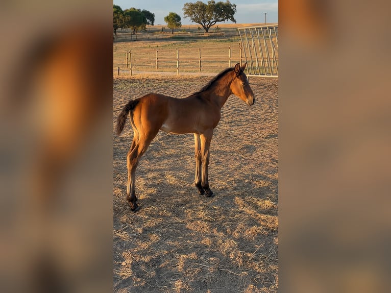 Lusitano Stallion Foal (05/2026) 16.2 hh Brown in Alcacovas