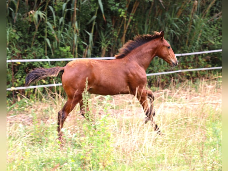 Lusitano Stallion Foal (03/2026) 16 hh Brown in Crvalhais