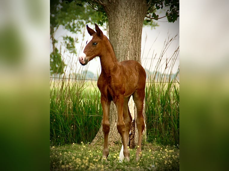Lusitano Stallion  16 hh Brown in Bredene