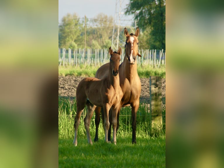 Lusitano Stallion Foal (02/2024) 16 hh Brown in Bredene