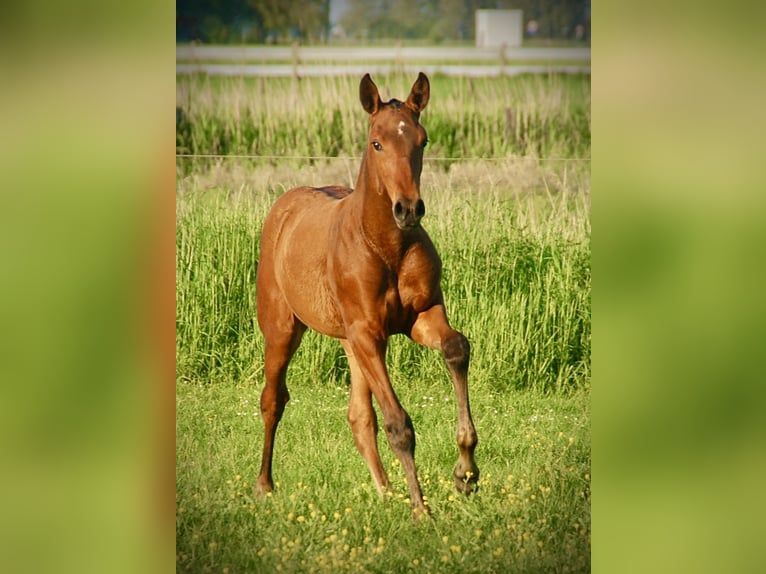 Lusitano Stallion Foal (03/2024) 16 hh Brown in Bredene