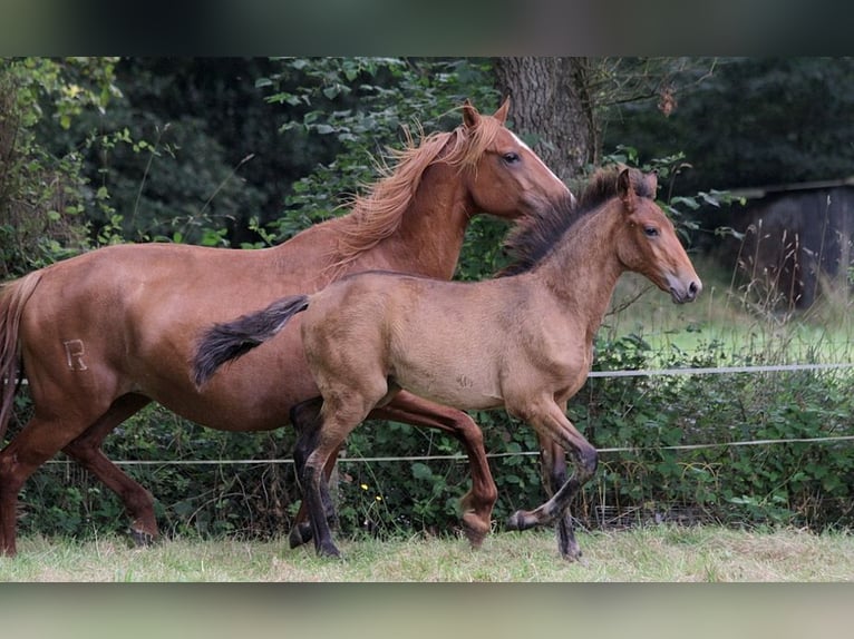 Lusitano Stallion Foal (01/2024) 16 hh Brown in GOVEN