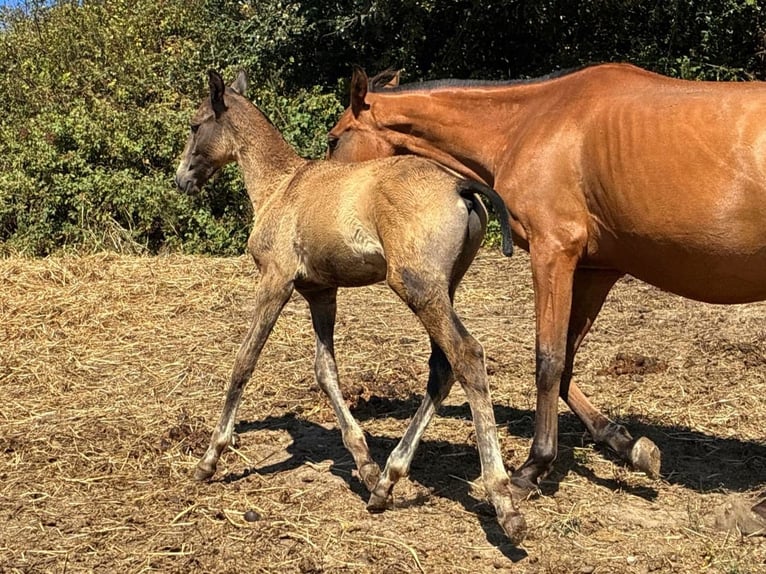 Lusitano Stallion Foal (04/2025) 16 hh Buckskin in RIO MAIOR