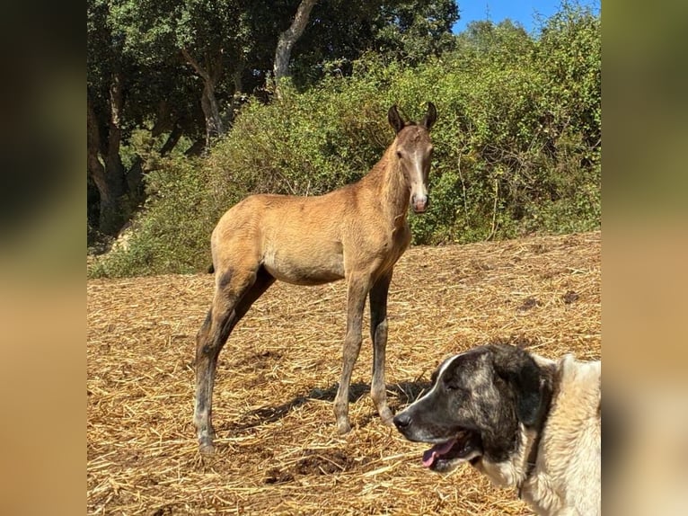 Lusitano Stallion Foal (04/2025) 16 hh Buckskin in RIO MAIOR