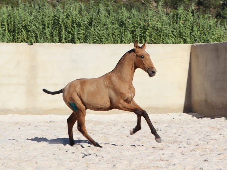 Lusitano Stallion Foal (03/2024) 16 hh Buckskin in Rio-Maior