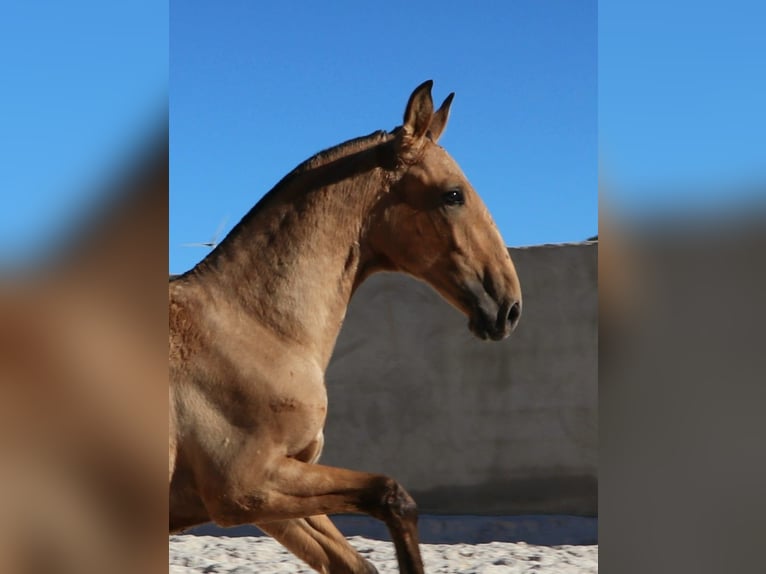 Lusitano Stallion Foal (03/2024) 16 hh Buckskin in Rio-Maior