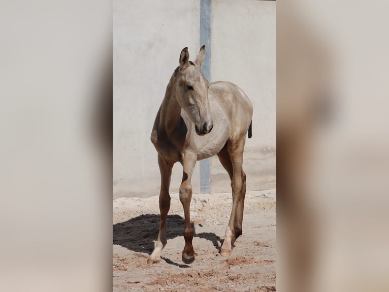 Lusitano Stallion Foal (04/2025) 16 hh Buckskin in Torres Vedras