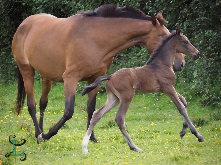 Lusitano Stallion Foal (05/2026) 16 hh  in Pleyben