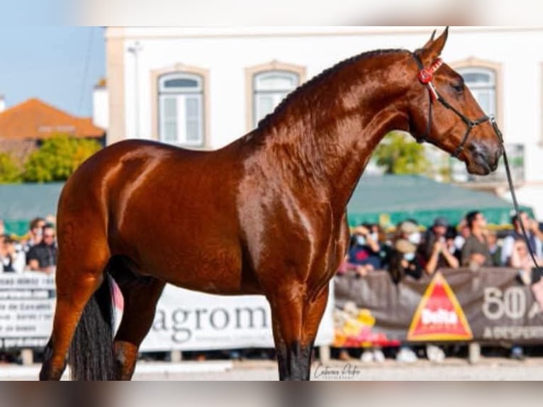 Lusitano Stallion Foal (05/2026) 16 hh  in Pleyben