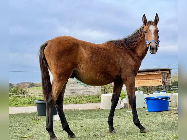 Lusitano Stallion Foal (04/2025) 16 hh Dun in Geislingen